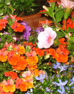 Be Your Bliss Meryl Chodosh-Weiss