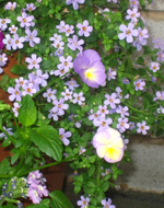 Be Your Bliss Meryl Chodosh-Weiss