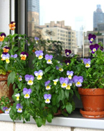 Be Your Bliss Meryl Chodosh-Weiss